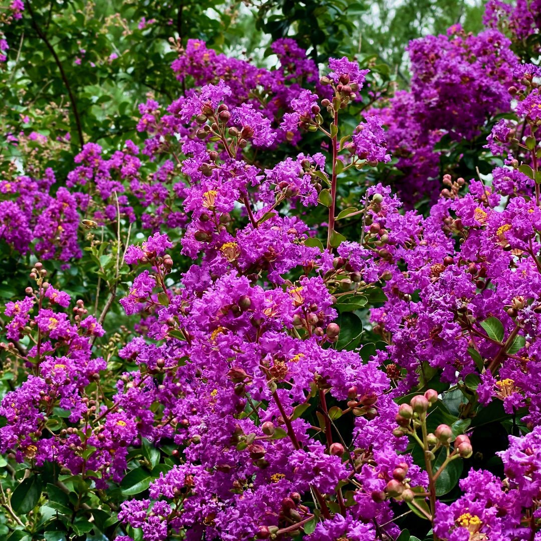 Lagerstroemia indica 'Centennial' ~ Centennial Crape Myrtle-ServeScape