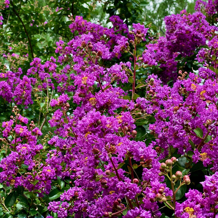 Lagerstroemia indica 'Centennial' ~ Centennial Crape Myrtle-ServeScape