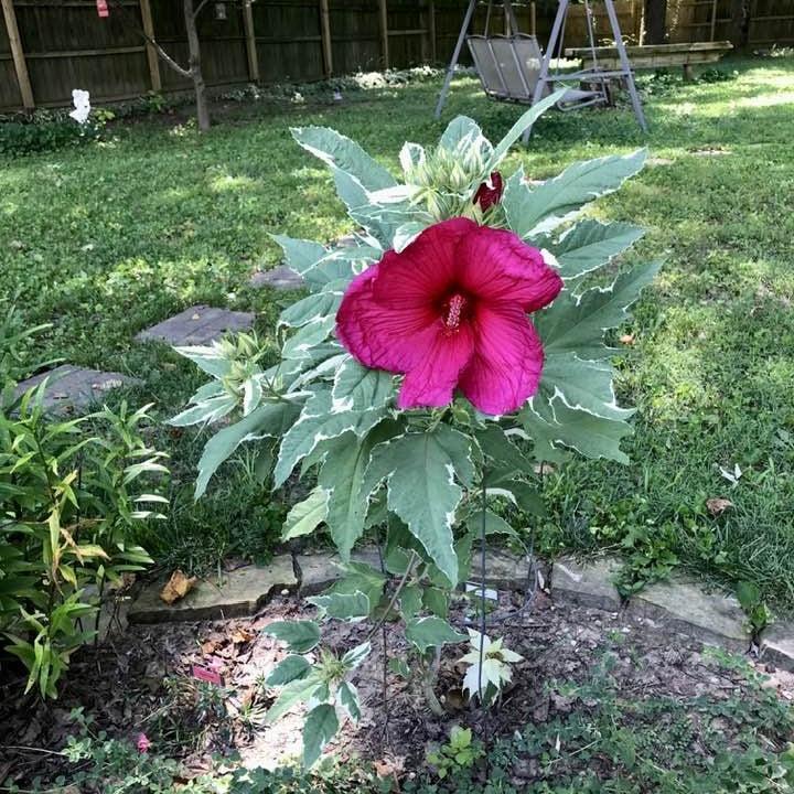 Hibiscus 'Summer Carnival' ~ Summer Carnival Hibiscus-ServeScape