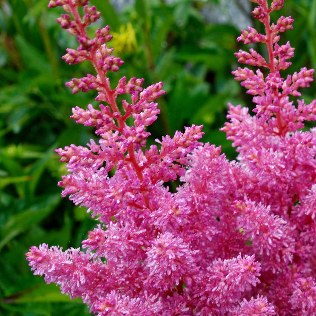 Astilbe chinensis 'Maggie Daley' ~ Maggie Daley Chinese Astilbe-ServeScape