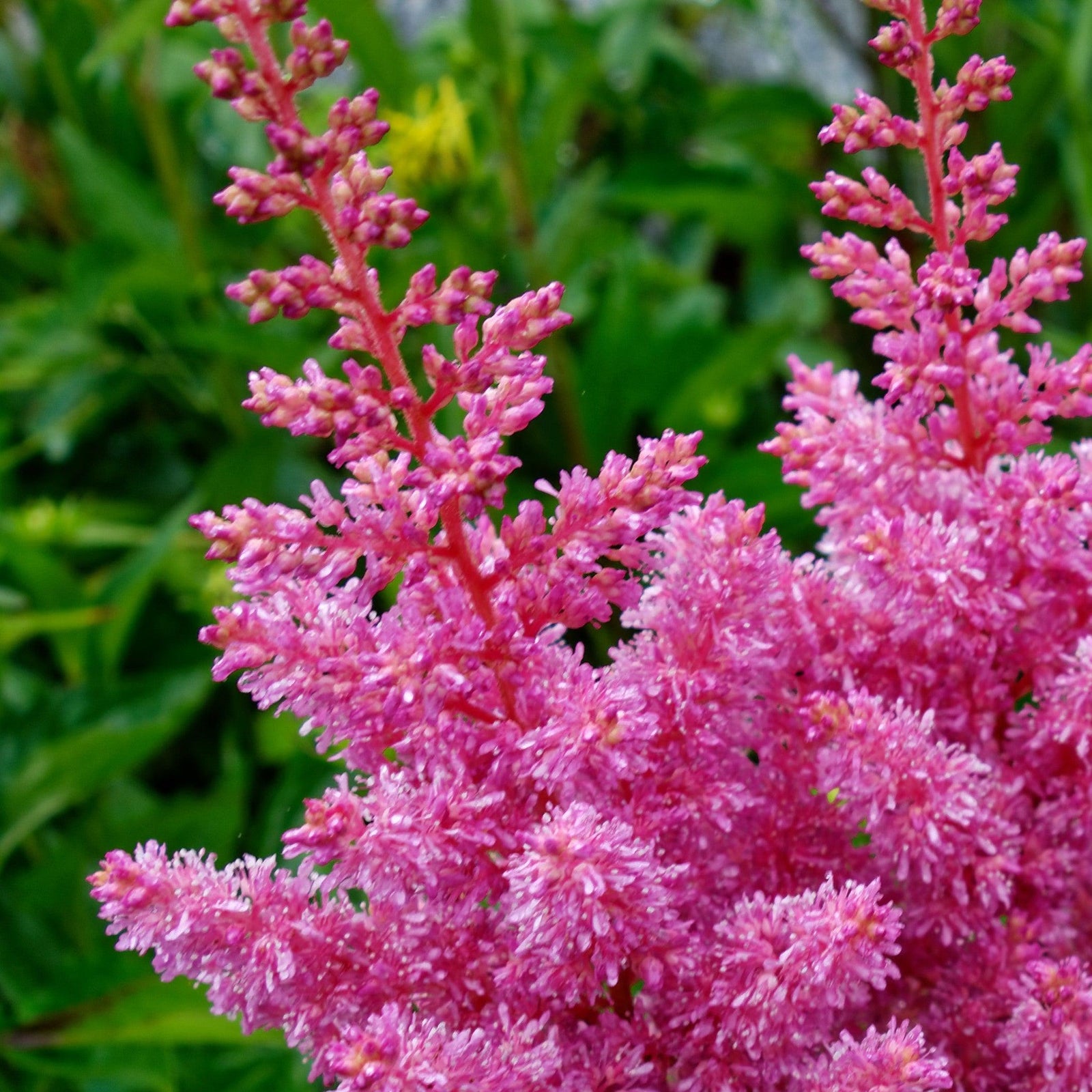 Astilbe chinensis 'Maggie Daley' ~ Maggie Daley Chinese Astilbe-ServeScape