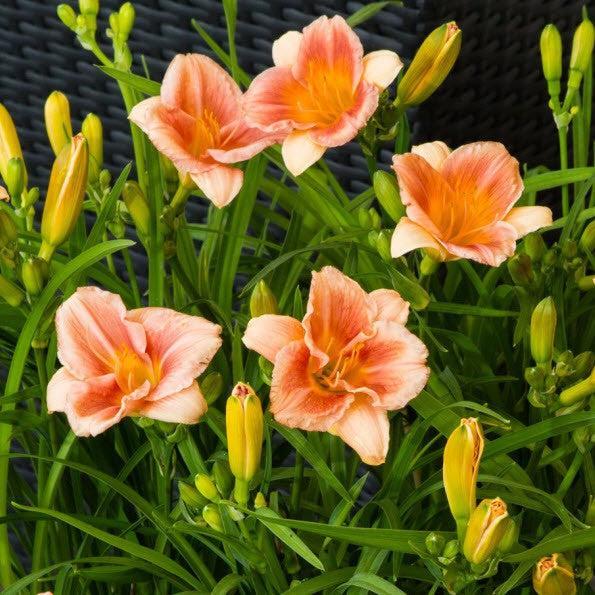 Hemerocallis 'VER00157' ~ EveryDaylily™ Cerise® Daylily-ServeScape