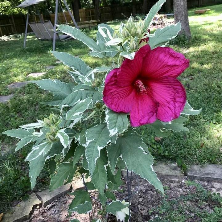 Hibiscus 'Summer Carnival' ~ Summer Carnival Hibiscus-ServeScape