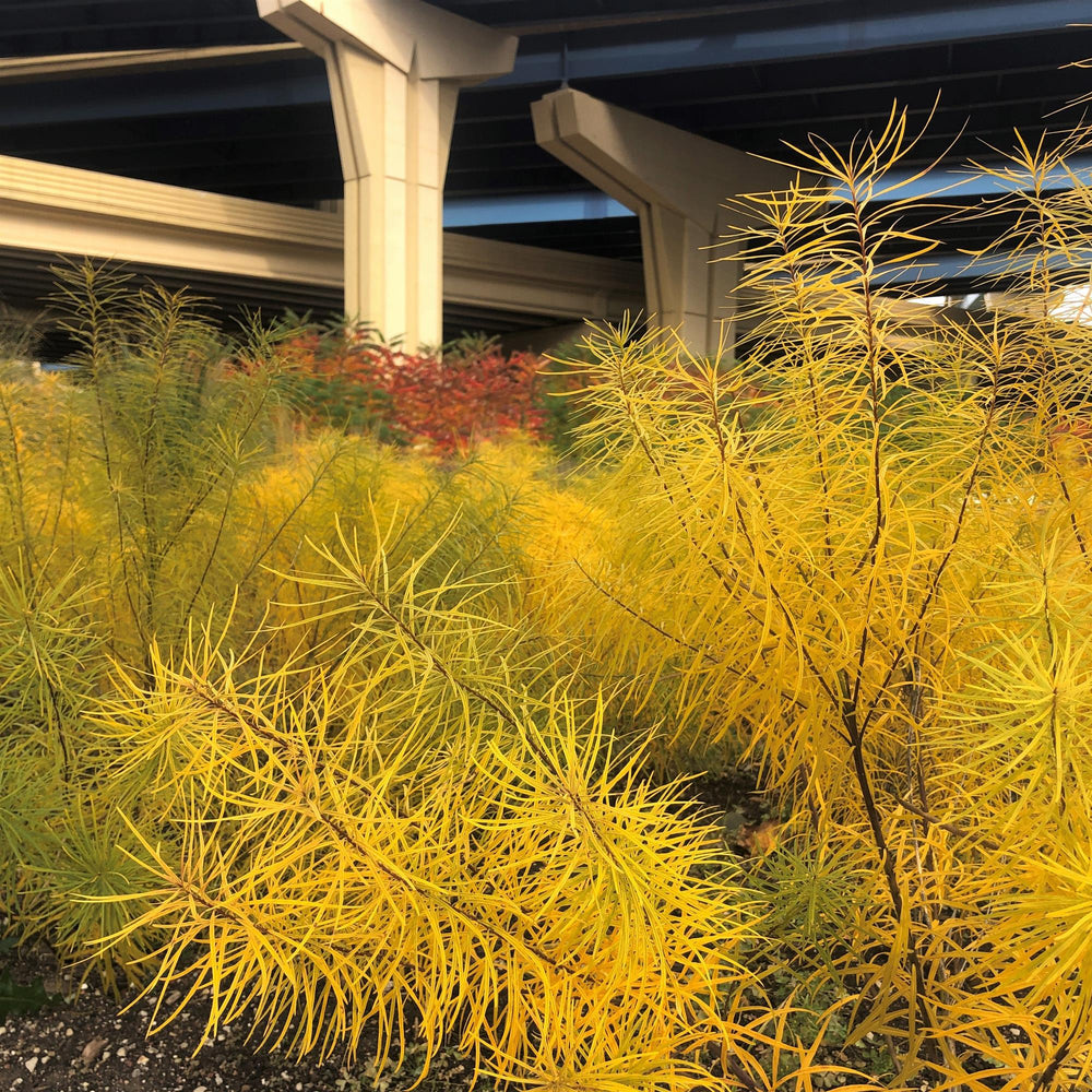 Amsonia x 'Butterscotch' ~ Butterscotch Blue Star-ServeScape