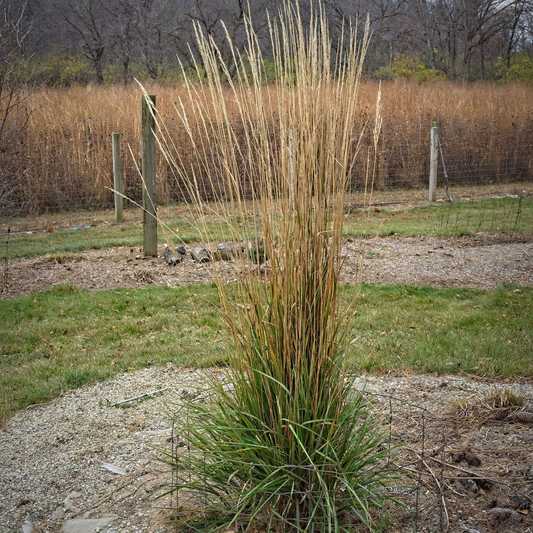 Calamagrostis x acutiflora 'Avalanche' ~ Avalanche Feather Reed Grass-ServeScape