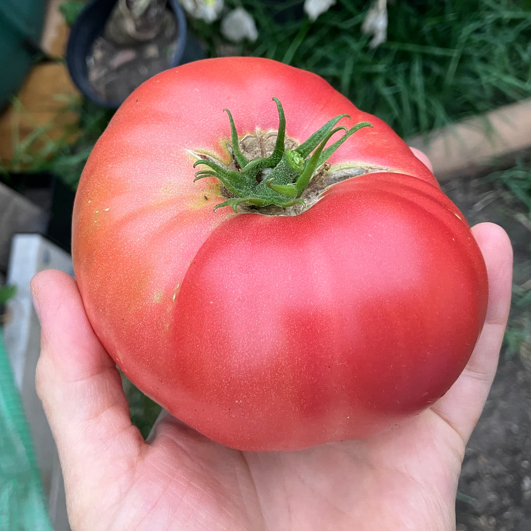 Solanum lycopersicum 'Brandywine' ~ Brandywine Tomato-ServeScape