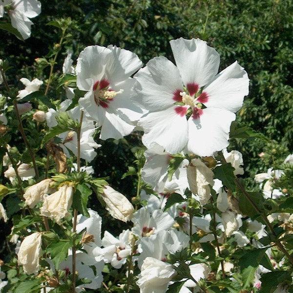 Hibiscus syriacus 'Red Heart' ~ Red Heart Hibiscus-ServeScape