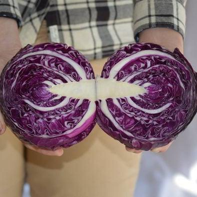 Brassica oleracea var. capitata 'Red Jewel' ~ Red Jewel Cabbage-ServeScape