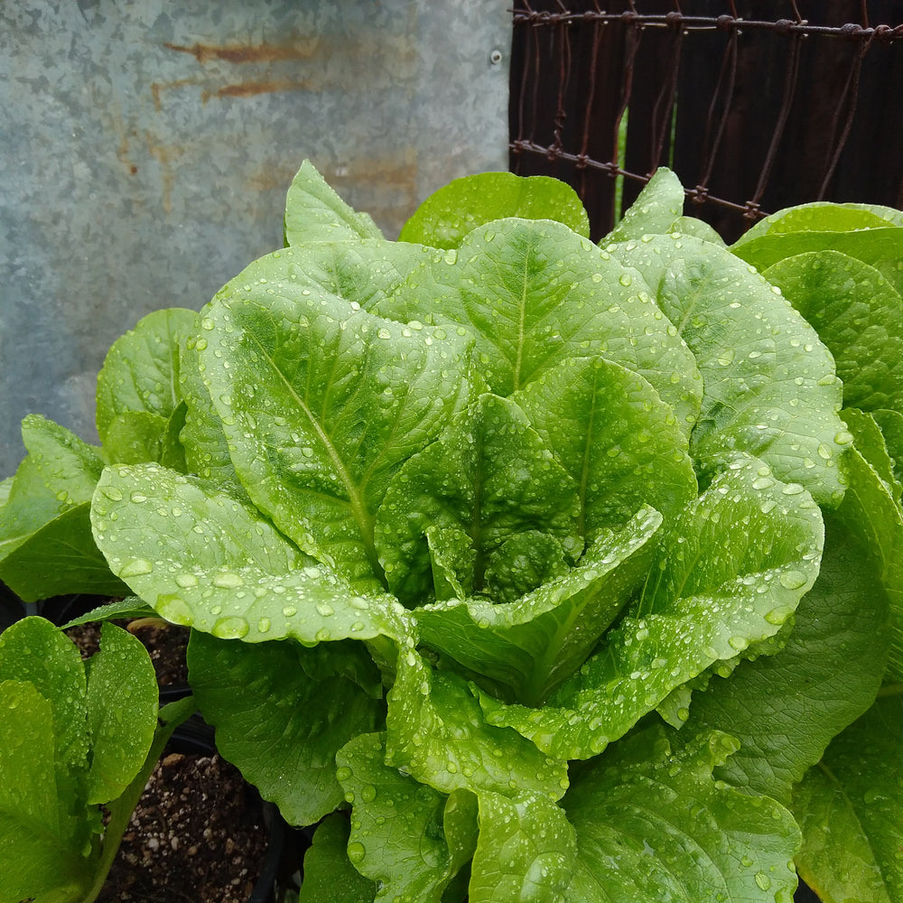 Lactuca sativa 'Parris Island Cos' ~ Parris Island Cos Lettuce-ServeScape