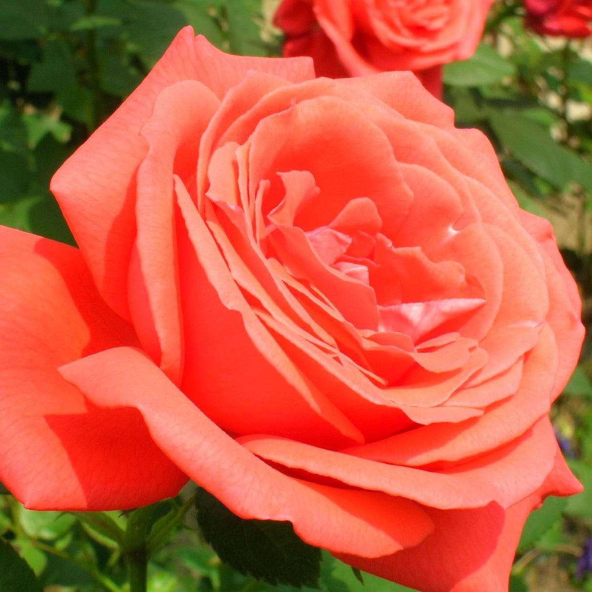 Turke Rosa Tropicana Rose - Rosa 'TANorstar' – ServeScape