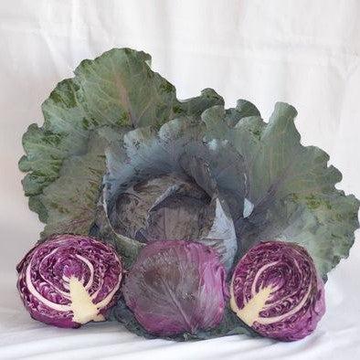 Brassica oleracea var. capitata 'Red Jewel' ~ Red Jewel Cabbage-ServeScape