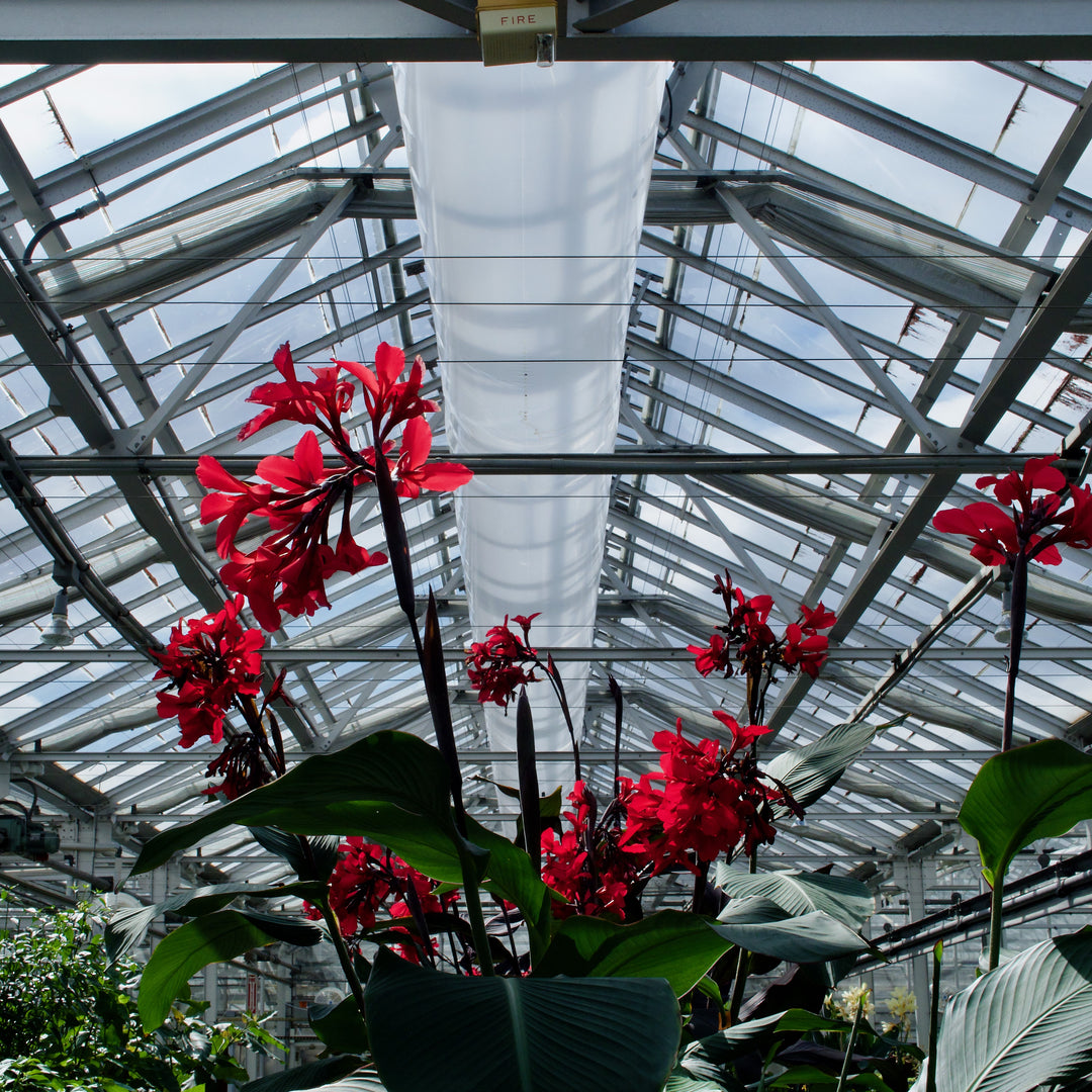 Canna 'Kreta' ~ Kreta Canna Lily-ServeScape