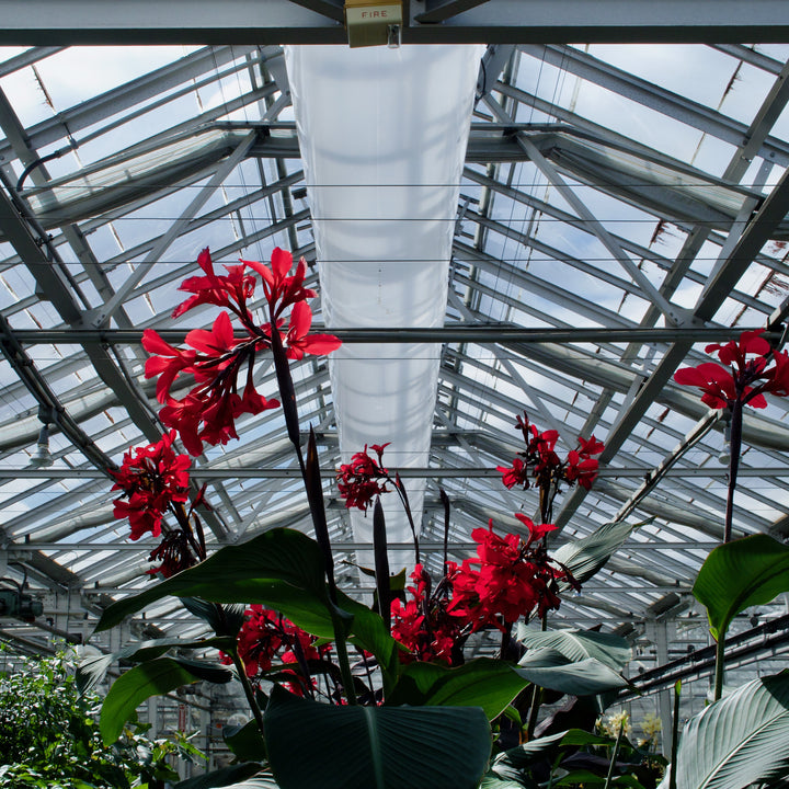 Canna 'Kreta' ~ Kreta Canna Lily-ServeScape