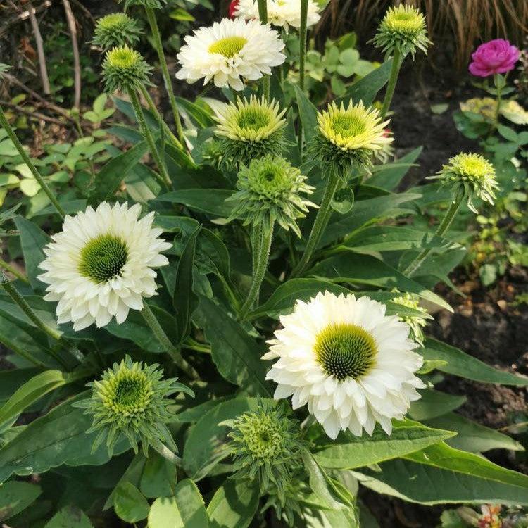 Echinacea 'Ifecsswp' ~ Monrovia® SunSeekers® White Perfection Coneflower-ServeScape