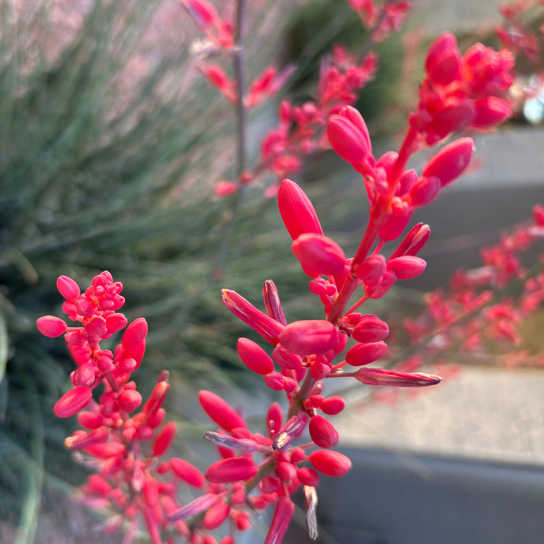 Hesperaloe parviflora 'Stop Lights' PP #34,195 ~ Monrovia® Stoplights Red Yucca-ServeScape
