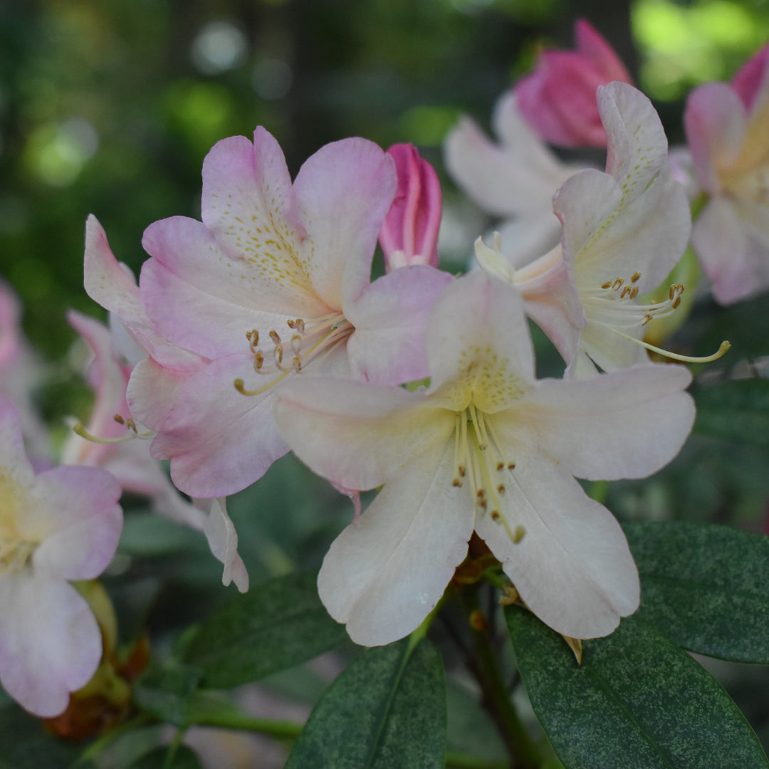 Rhododendron yakushimanum 'Percy Wiseman' ~ Percy Wiseman Rhododendron-ServeScape