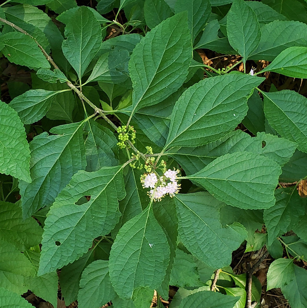 Callicarpa americana var lactea ~ White American Beautyberry-ServeScape