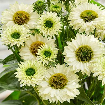 Echinacea 'Ifecsswp' ~ Monrovia® SunSeekers® White Perfection Coneflower-ServeScape