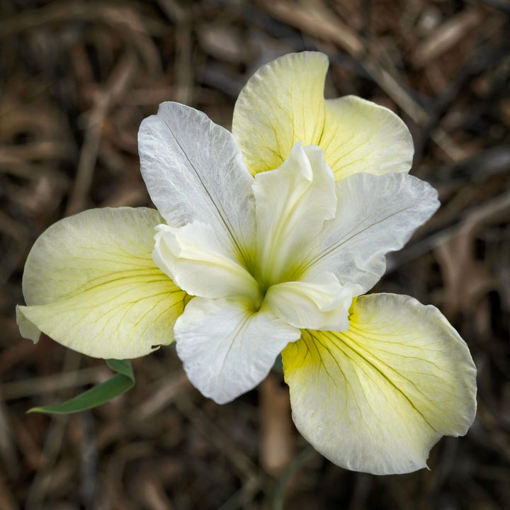 Iris sibirica 'Butter and Sugar' ~ Butter and Sugar Siberian Iris-ServeScape