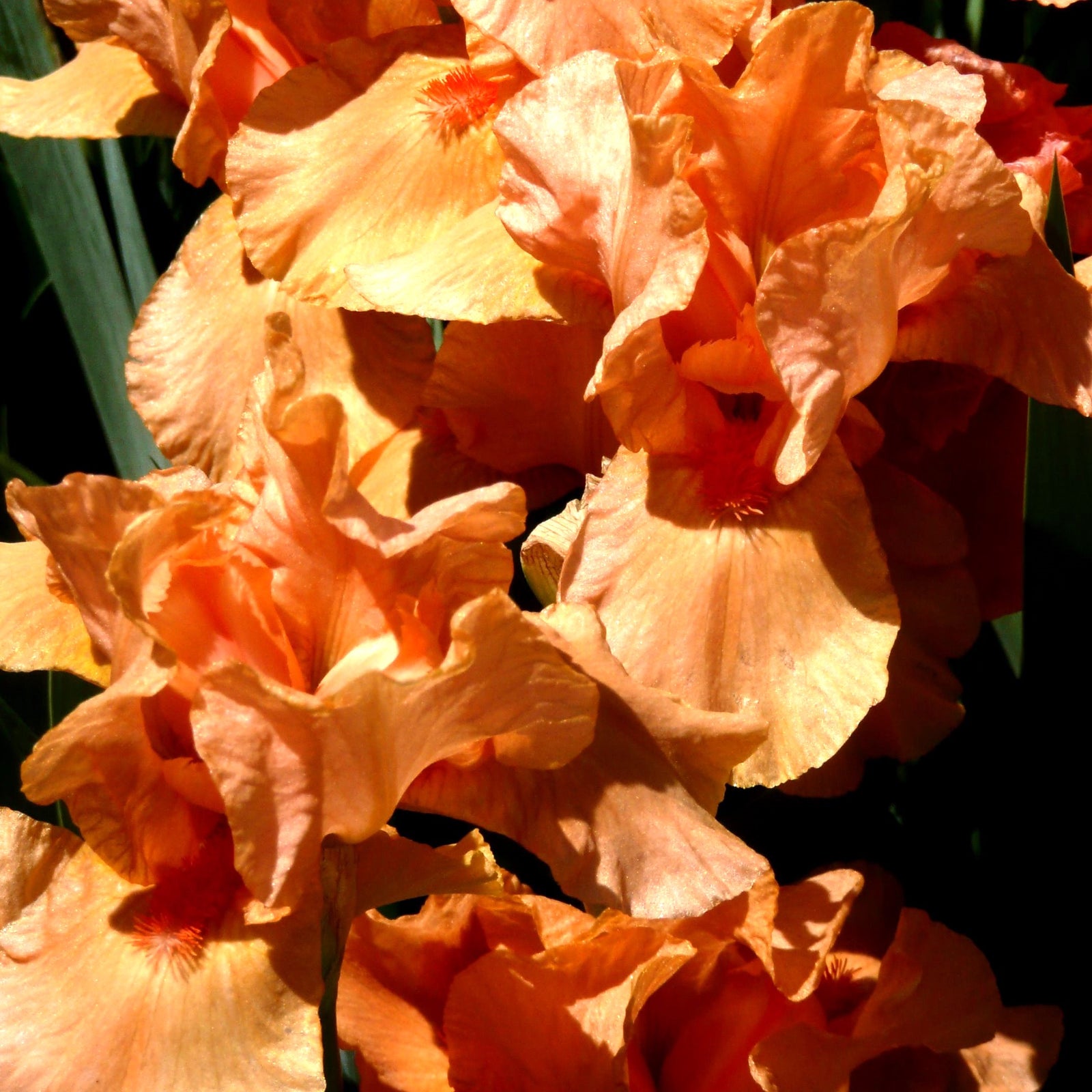 Iris germanica 'Many Mahalos' ~ Many Mahalos Bearded Iris-ServeScape