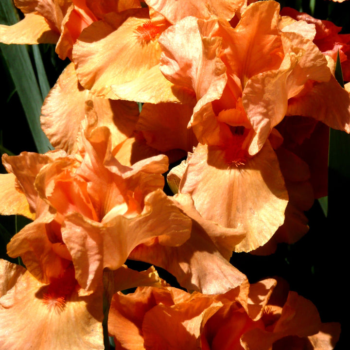 Iris germanica 'Many Mahalos' ~ Many Mahalos Bearded Iris-ServeScape