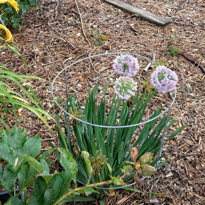 Allium ‘Bubble Bath’ ~ Monrovia® Bubble Bath Ornamental Onion-ServeScape