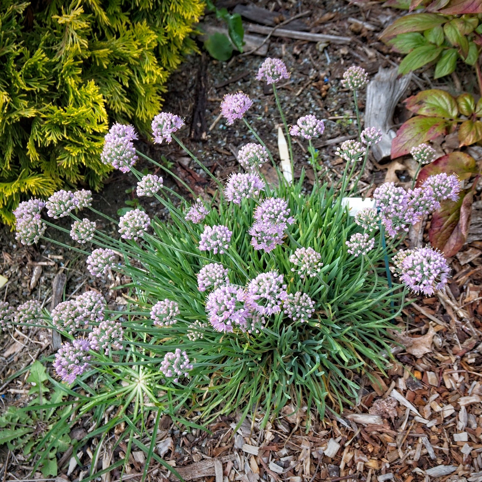 Allium senescens 'Blue Eddy' ~ Blue Eddy Ornamental Onion-ServeScape