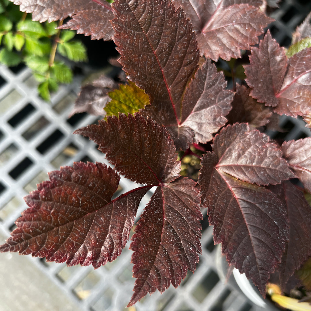 Astilbe thunbergii 'Chocolate Shogun' ~ Chocolate Shogun Astilbe-ServeScape