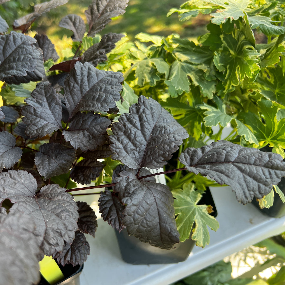 Astilbe thunbergii 'Chocolate Shogun' ~ Chocolate Shogun Astilbe-ServeScape