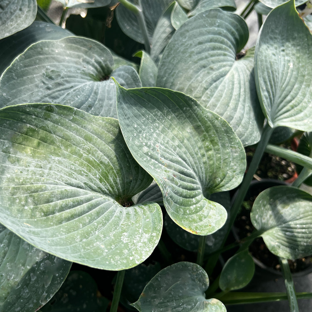 Hosta 'Blue Moon' ~ Blue Moon Hosta-ServeScape