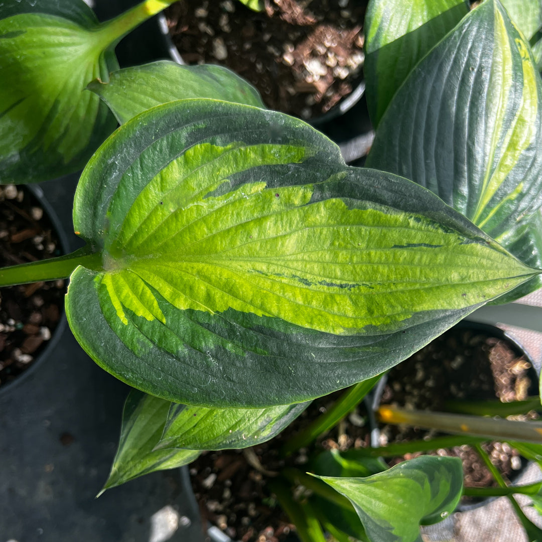 Hosta 'Justine' ~ Justine Hosta-ServeScape