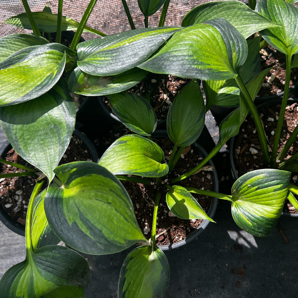 Hosta 'Justine' ~ Justine Hosta-ServeScape