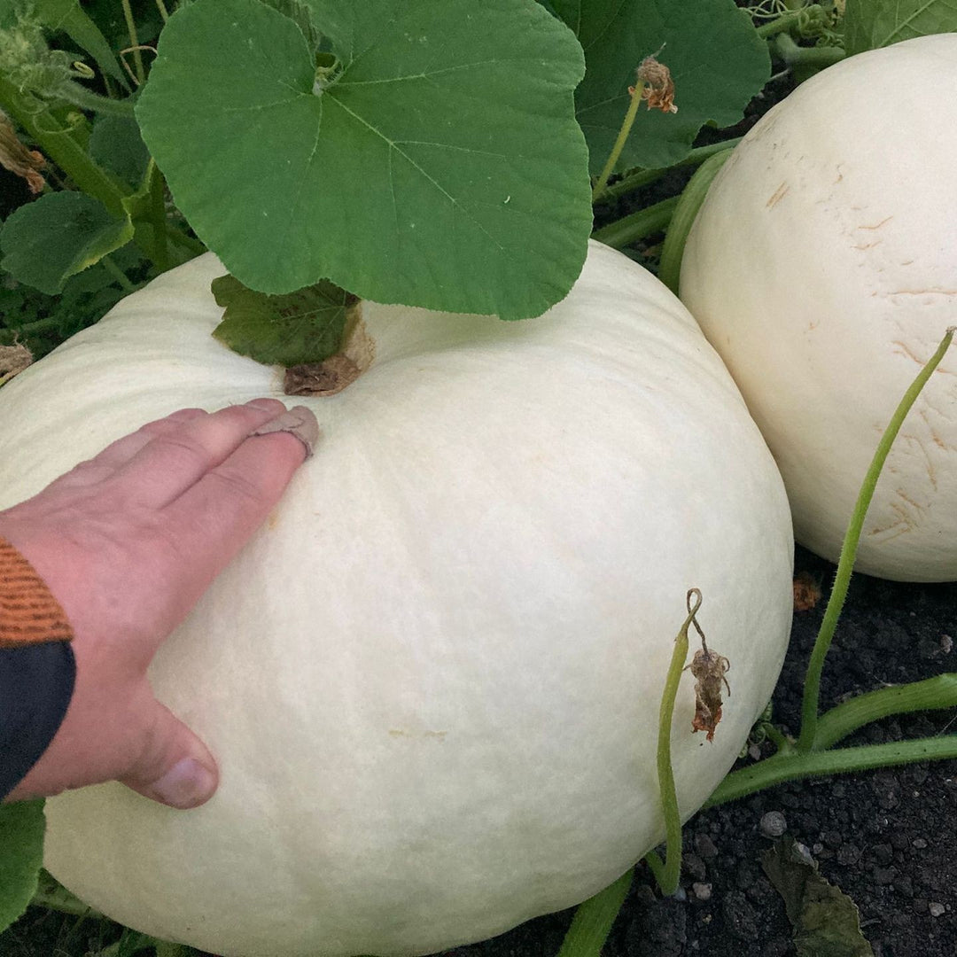 Cucurbita maxima 'Polar Bear' ~ Polar Bear Pumpkin-ServeScape