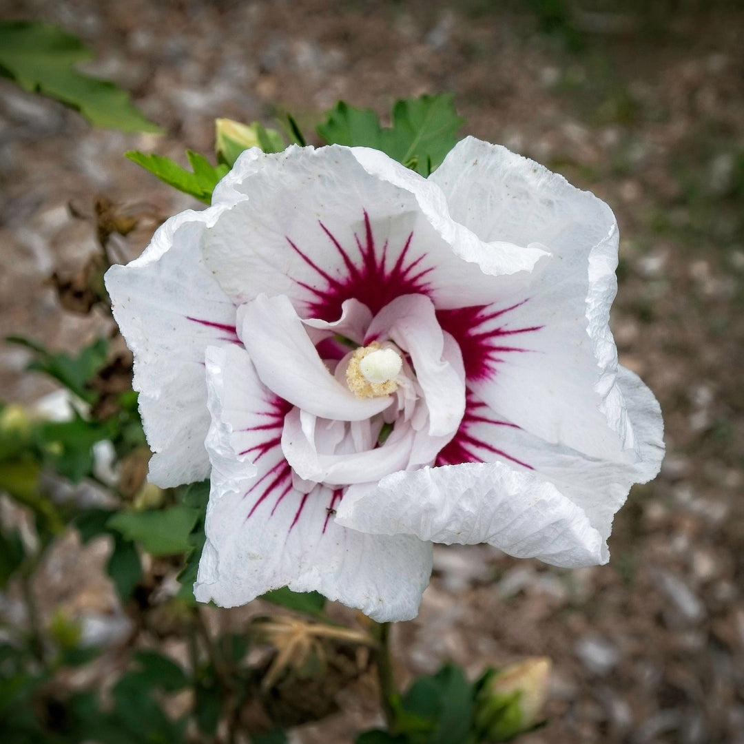 Hibiscus syriacus 'MINFREN' ~ Bali™ Hibiscus-ServeScape