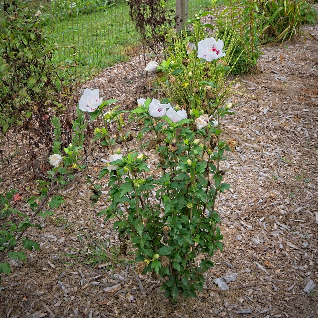 Hibiscus syriacus 'MINFREN' ~ Bali™ Hibiscus-ServeScape