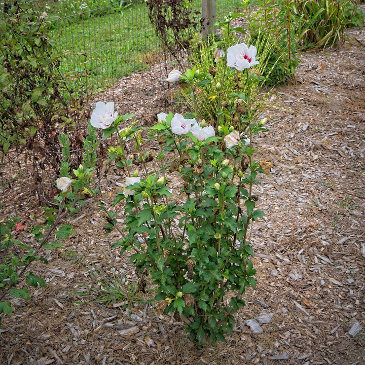 Hibiscus syriacus 'MINFREN' ~ Bali™ Hibiscus-ServeScape