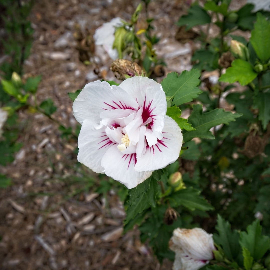 Hibiscus syriacus 'MINFREN' ~ Bali™ Hibiscus-ServeScape