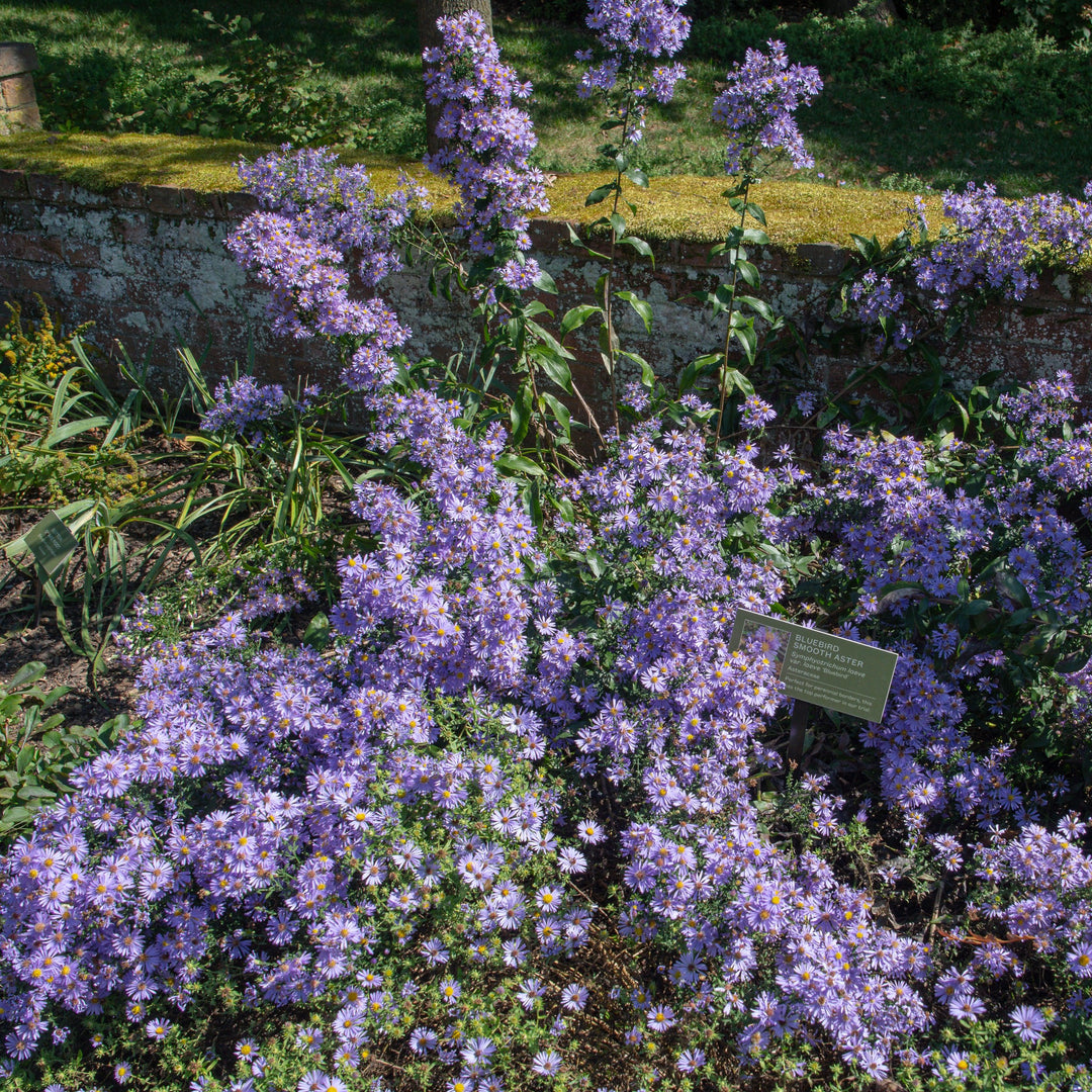 Aster laevis 'Bluebird' ~ Bluebird Smooth Aster-ServeScape