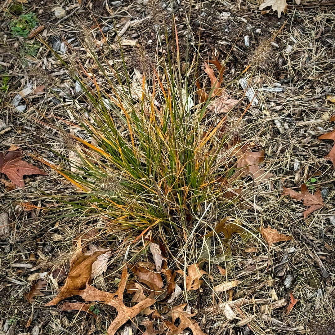 Pennisetum alopecuroides 'Piglet' ~ Piglet Fountain Grass-ServeScape