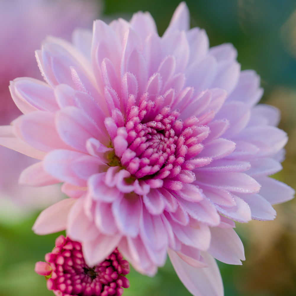 Chrysanthemum x morifolium 'Arluno Dark Pink' ~ Belgian Mum® Arluno Dark Pink Mum-ServeScape