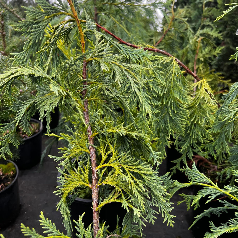 Chamaecyparis nootkatensis 'Van den Akker' ~ Van den Akker Alaskan Cedar-ServeScape