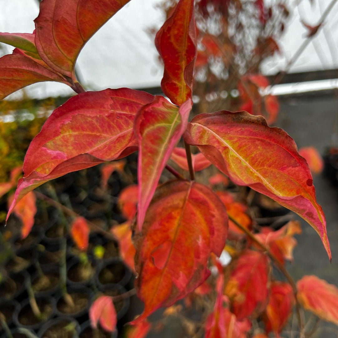 Cornus kousa 'Summer Fun' ~ Summer Fun Dogwood-ServeScape