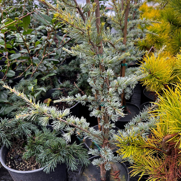 Cedrus atlantica 'Horstmann' ~ Horstmann Blue Atlas Cedar-ServeScape