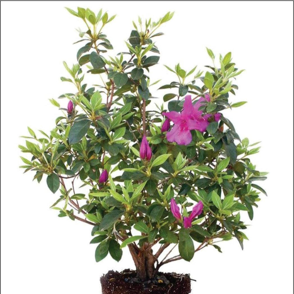 Rhododendron indica 'Formosa' ~ Formosa Azalea, Lavender-ServeScape