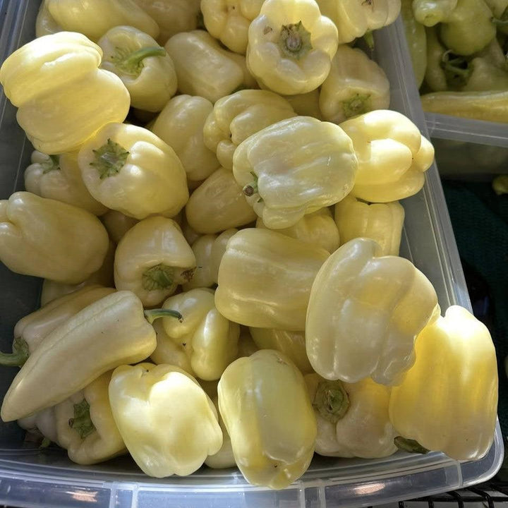 Capsicum annuum (Grossum Group) ~ Bell Pepper, White-ServeScape