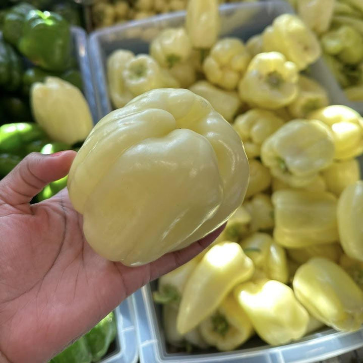 Capsicum annuum (Grossum Group) ~ Bell Pepper, White-ServeScape
