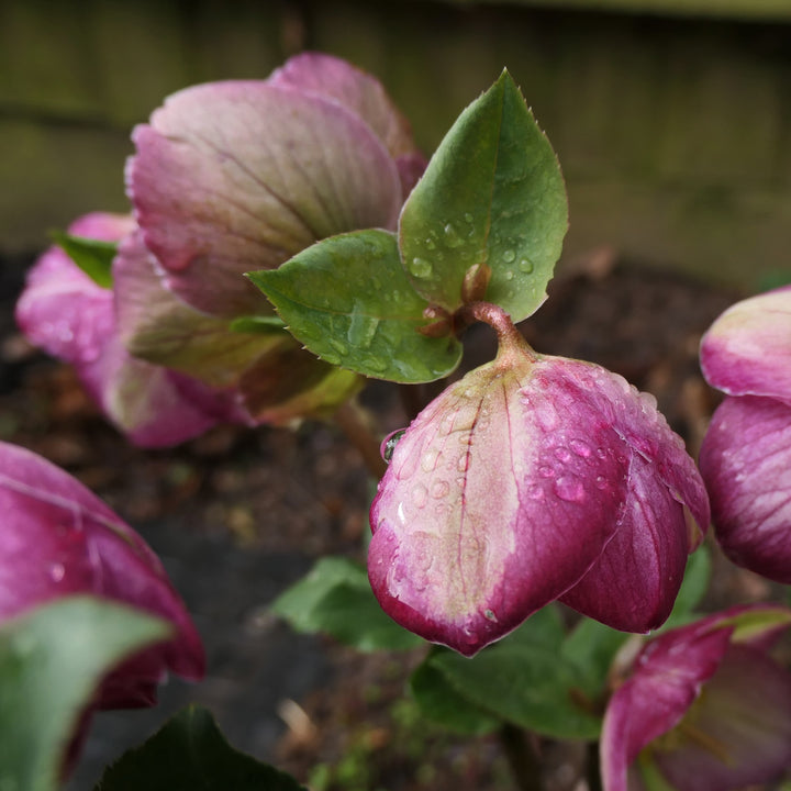 Helleborus 'EPB 25' ~ Frostkiss® Glenda's Gloss® Hellebore-ServeScape