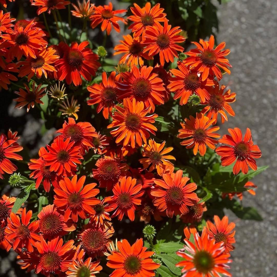 Echinacea x 'Guatemala Papaya' ~ Guatemala™ Papaya Coneflower-ServeScape
