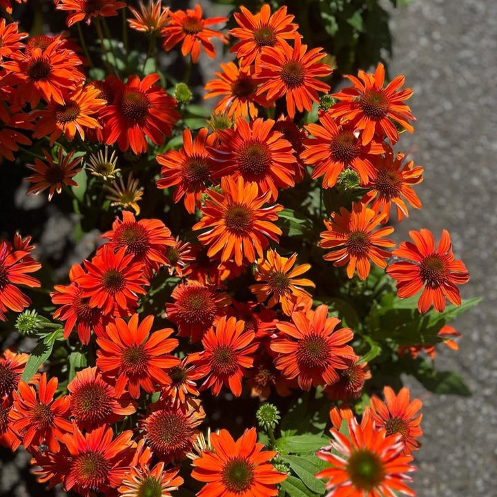Echinacea x 'Guatemala Papaya' ~ Guatemala™ Papaya Coneflower-ServeScape