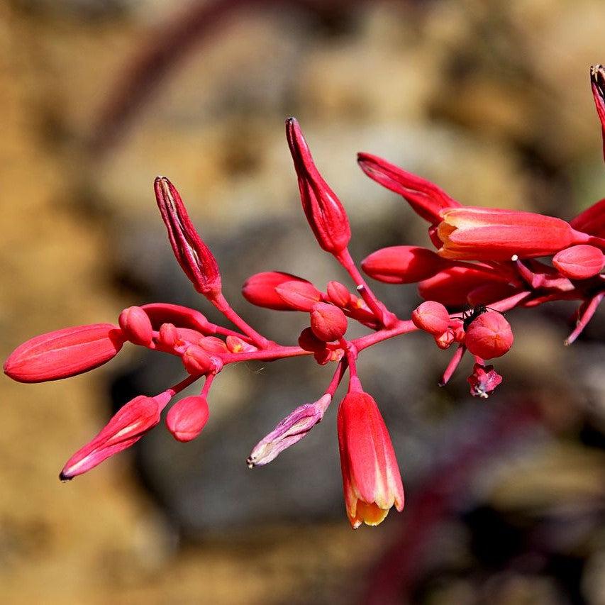 Hesperaloe parviflora 'Perpa' ~ Monrovia® Brakelights® Red Yucca-ServeScape